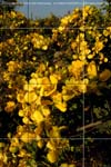 DriveaboutIII_(C)2007AshimGhoshV045