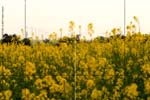 DriveaboutIII_(C)2007AshimGhoshX154