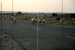 DriveaboutIII_(C)2007AshimGhoshY213